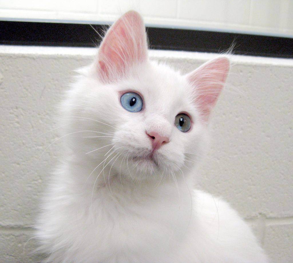 Кошки с разноцветными глазами — дивитесь же совершенству