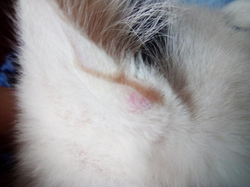Что делать, если у кошки в ухе чернота?