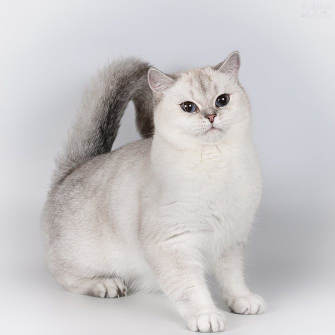 Порода кошек - шиншилла: фото с описанием и особенности