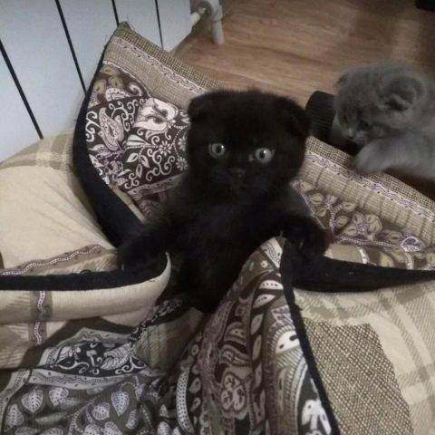 Черный вислоухий кот (25 фото): уход за черными котятами породы скоттиш-фолд, питание шотландцев, особенности породы