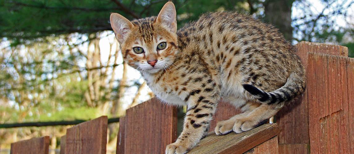 Самые опасные кошки в мире: топ-10 пород с описанием