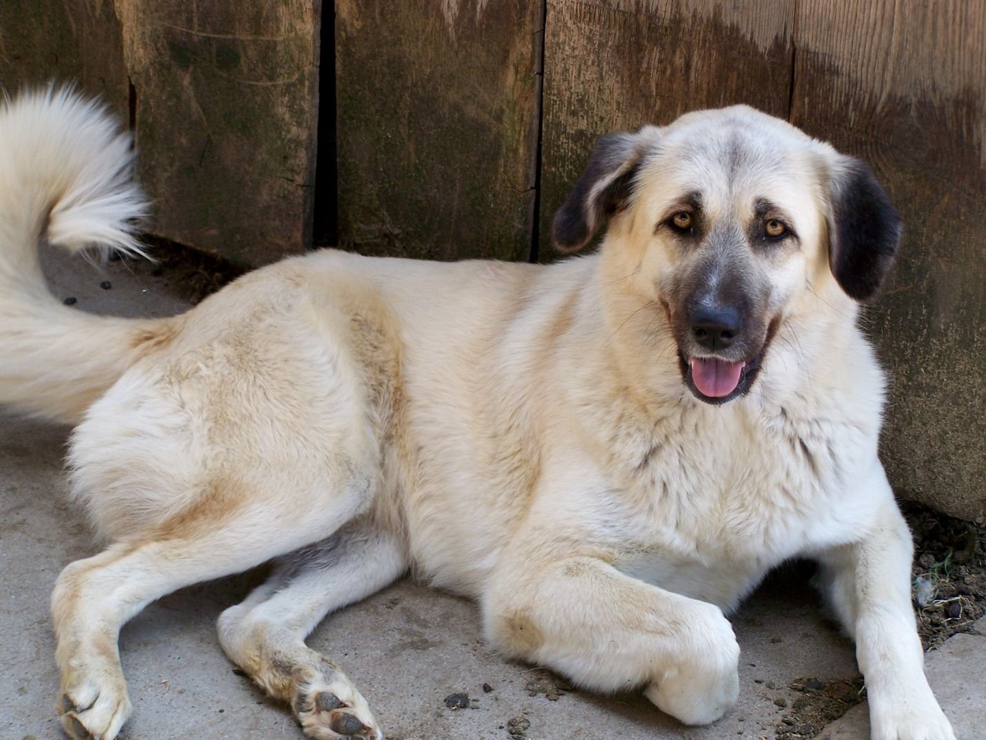 Кангал (турецкая овчарка) — фото и описание породы, характер собаки, содержание и уход