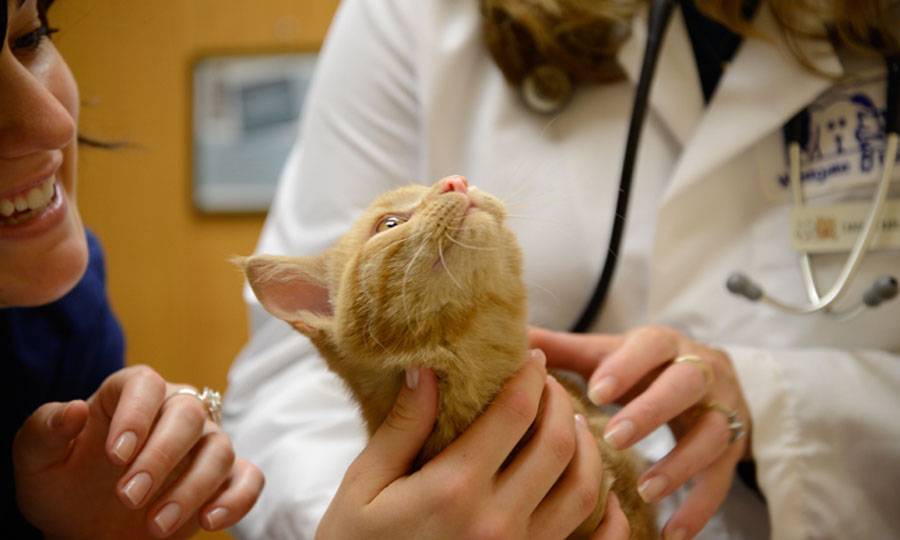 Вирусный (инфекционный) перитонит у кошек: симптомы и лечение