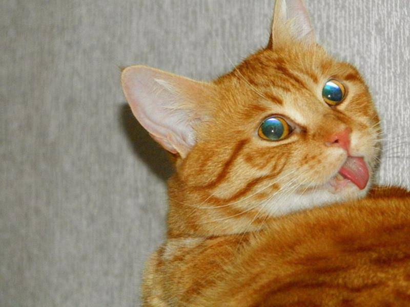 Из-за чего кошка может щурить один глаз?