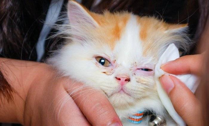 Конъюнктивит у кошек – чем лечить гнойный, вирусный воспалительный процесс в домашних условиях