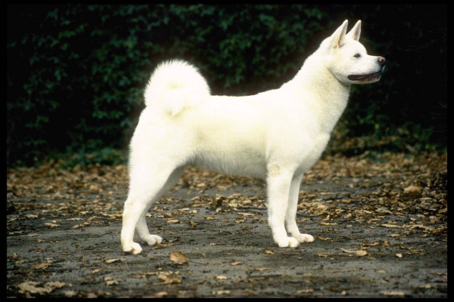 Собаки породы хоккайдо-кен, характерные особенности, история происхождения и стандарты породы