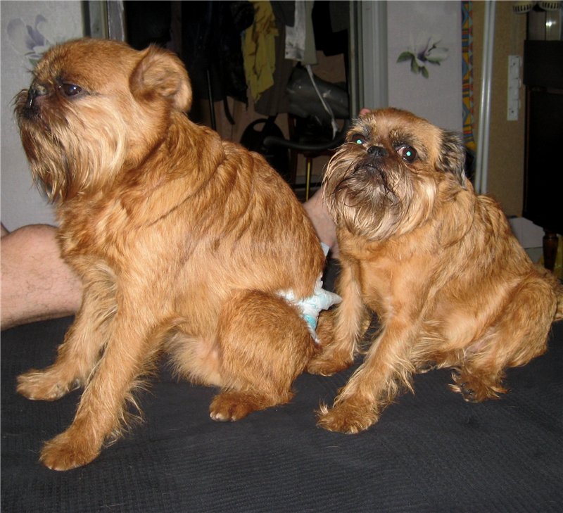 Гладкошерстные, брюссельские и бельгийские гриффоны: фото собак данной породы, описание грифонов