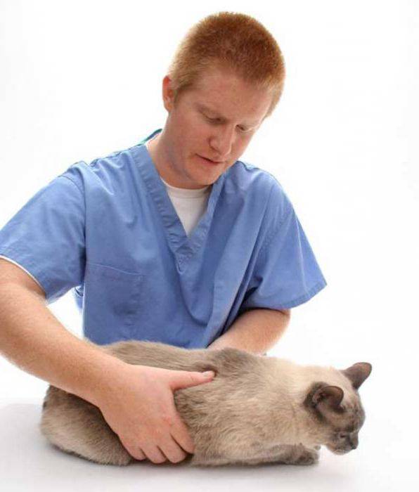 Гепатит у кошек: симптомы и лечение желтухи разной этиологии, прогноз