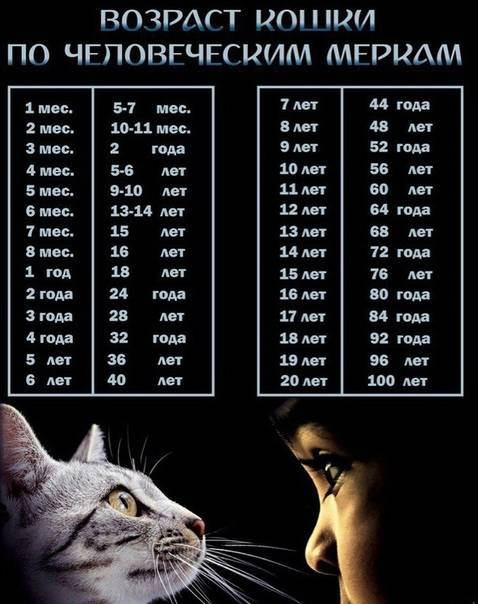 Как определить возраст кошки