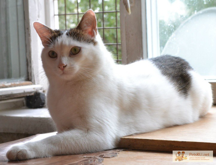 Анатолийская кошка — описание и стандарты породы, фото, содержание