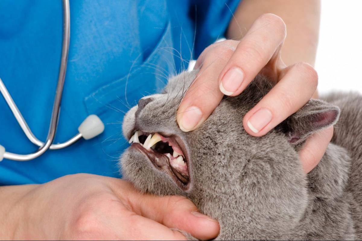 Стоматит у кошек: симптомы и лечение