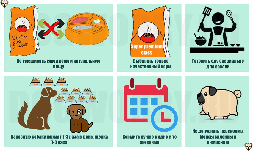 Чем кормить мопса: советы и пример меню на неделю :: syl.ru