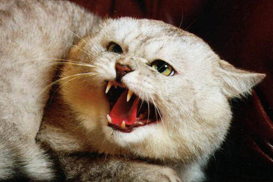 Почему кошка шипит и рычит на своего котенка