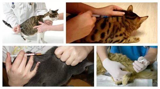 Гормональный укол кошке от течки — опасность и вред