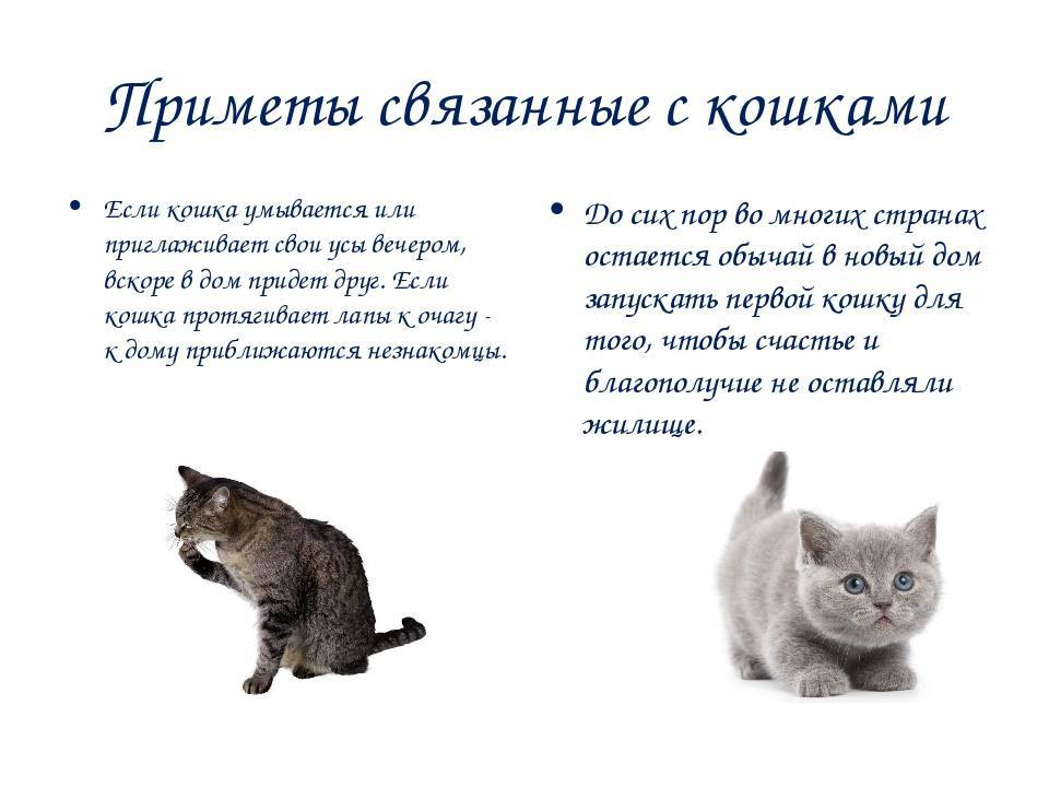 Кошка и мистика: приметы и суеверия