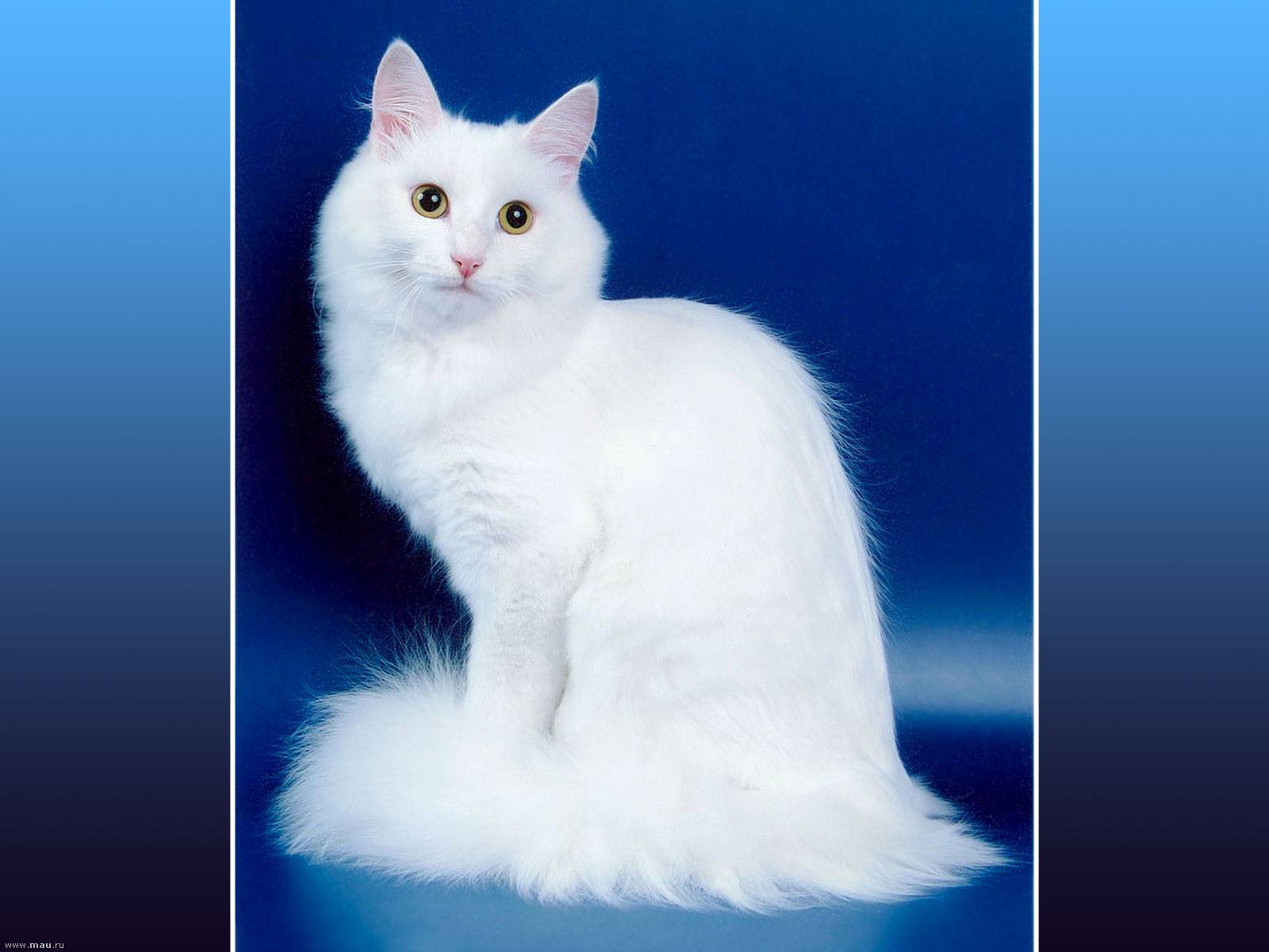 Характер кошек породы турецкая ангора