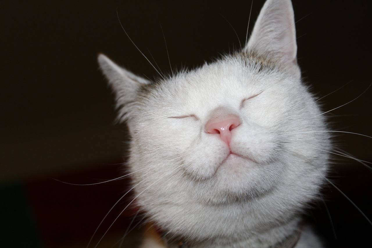 У кошки слезится один глаз: что делать?