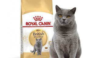 Чем кормить котёнка британца – меню по возрастам