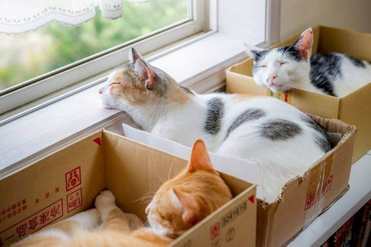 Почему кошкам нравятся коробки