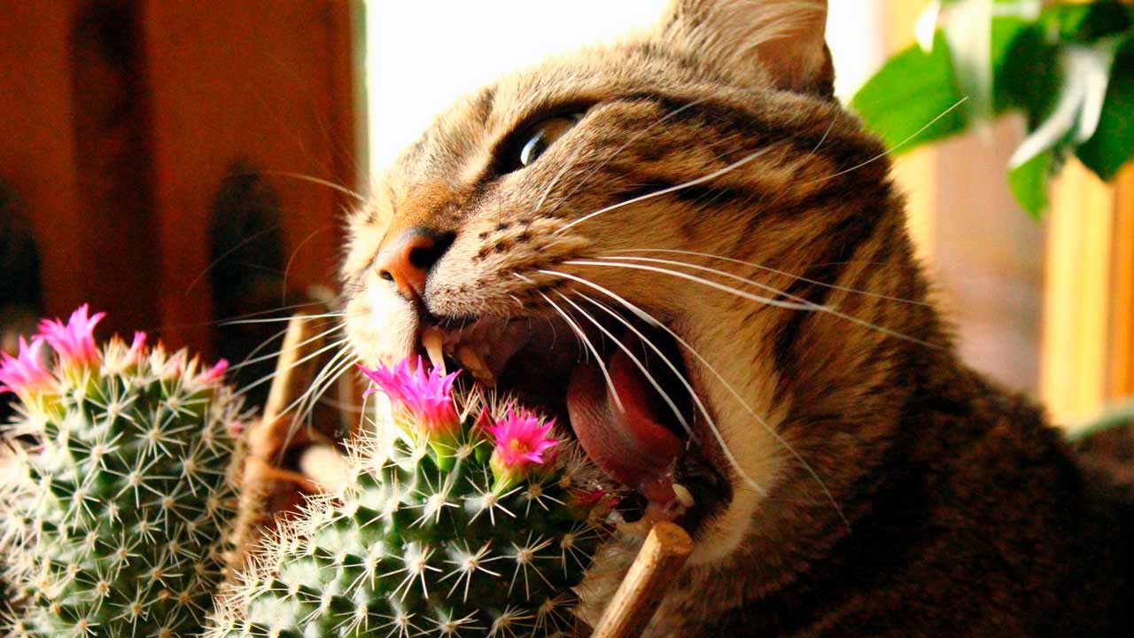Кошка ест комнатные растения: как отучить проказницу?