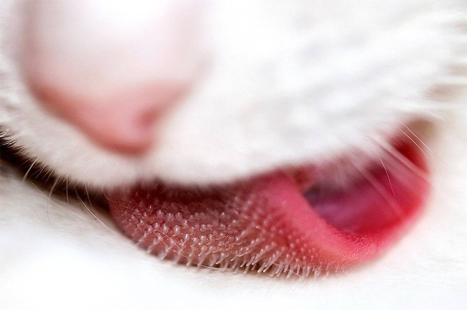 Черный язык у кошки: причины, симптоматика, возможные болезни