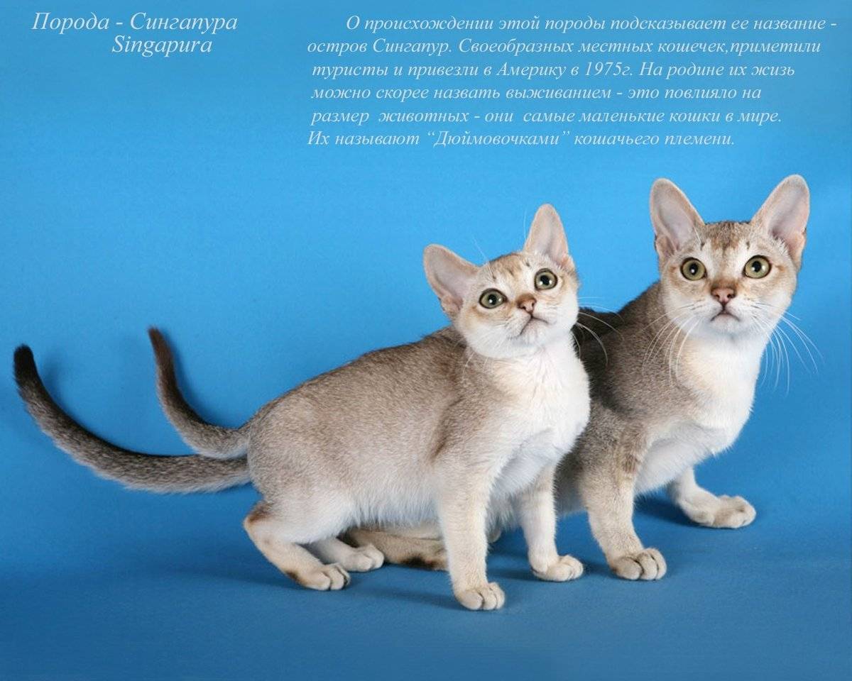 7 необычных пород кошек - название, характеристика и описание