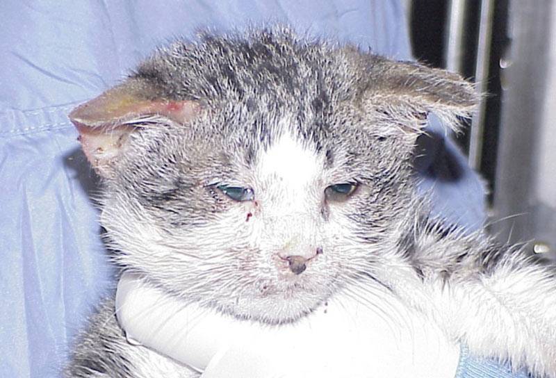 Коронавирус у кошек: симптомы и методы лечения