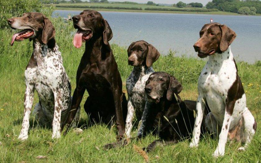 Породы легавых собак с фото и названиями