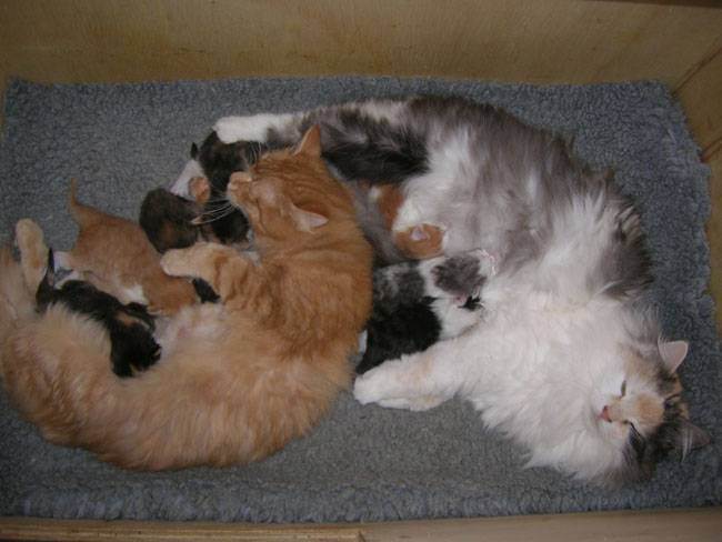 Поведение кошки после родов, чего ждать от «молодой матери»