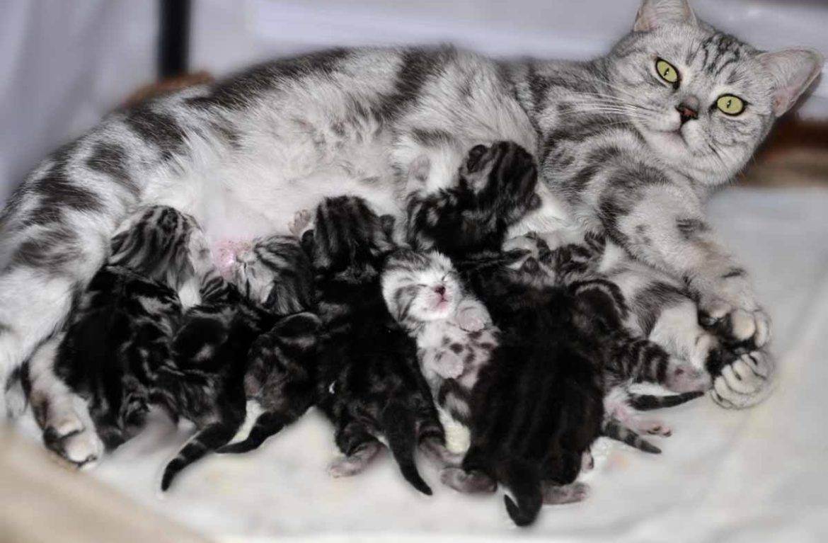 Как понять, есть ли у кошки молоко: после родов, что делать