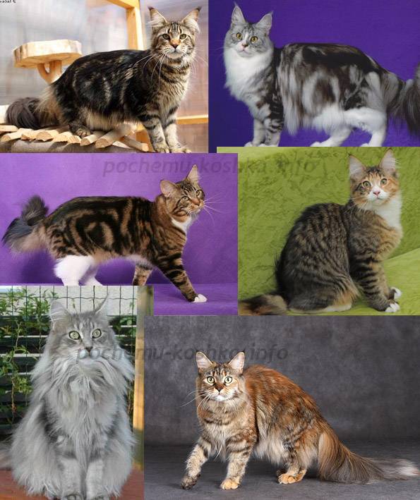 Самые редкие породы кошек с фотографиями и названиями