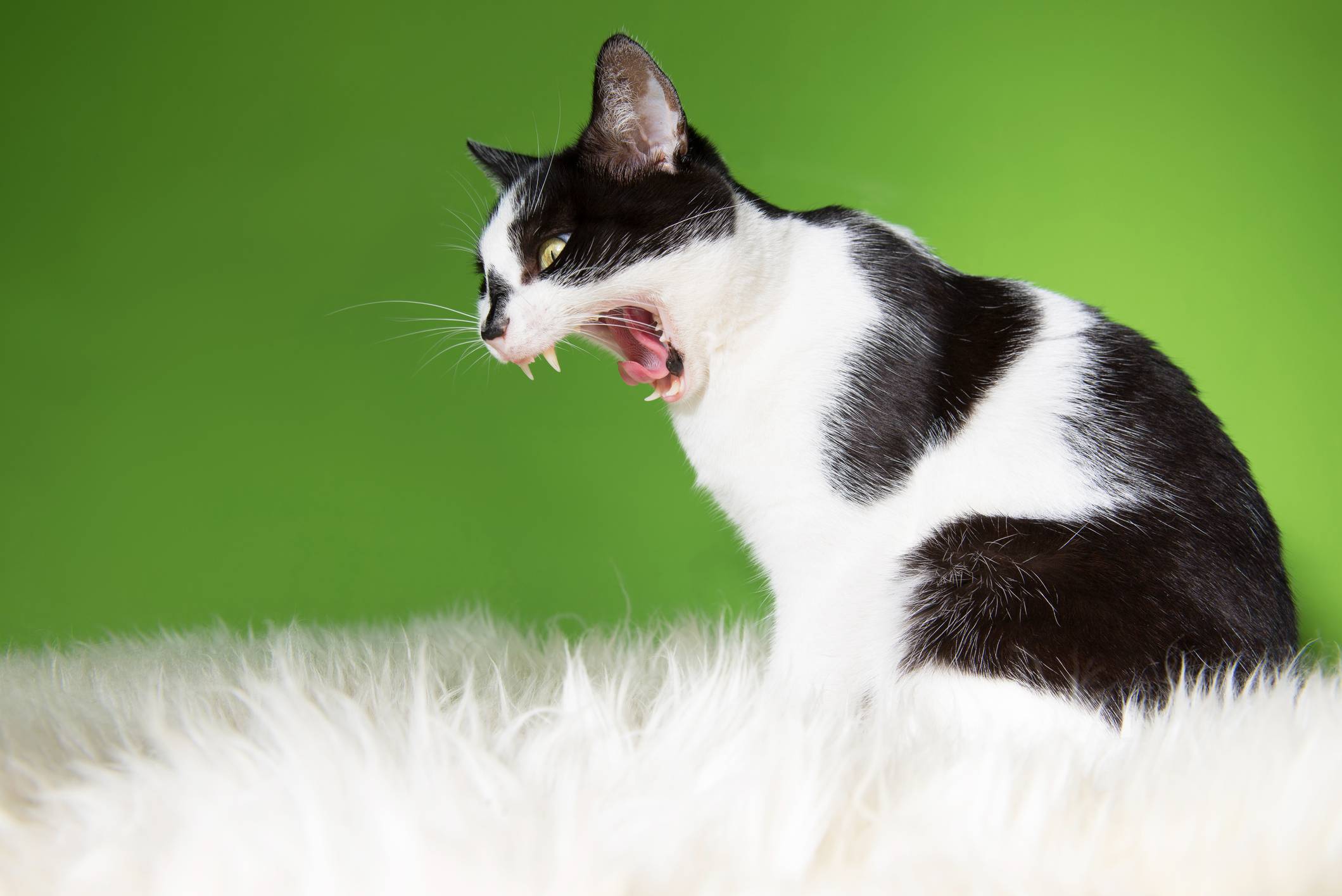 Кот орет после еды почему. почему коты мяукают: возможные причины почему кричит кошка после еды
