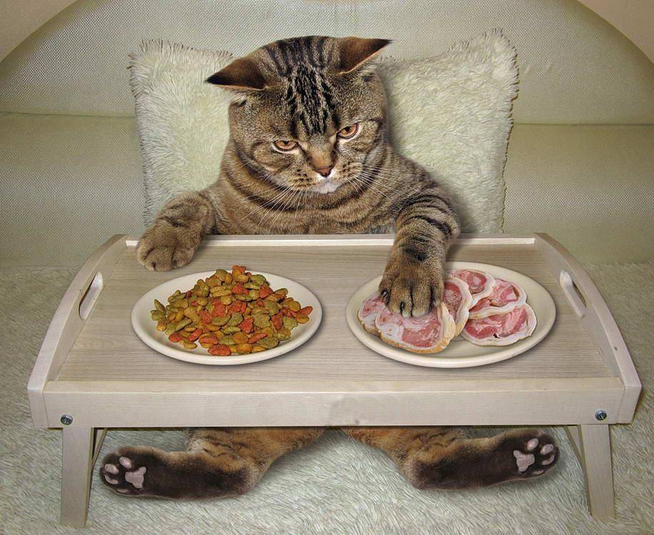 Чем кормить кошку? как правильно кормить кота? почему он ест сырую картошку? питаются ли коты кашей? что нельзя давать кошкам? советы ветеринаров