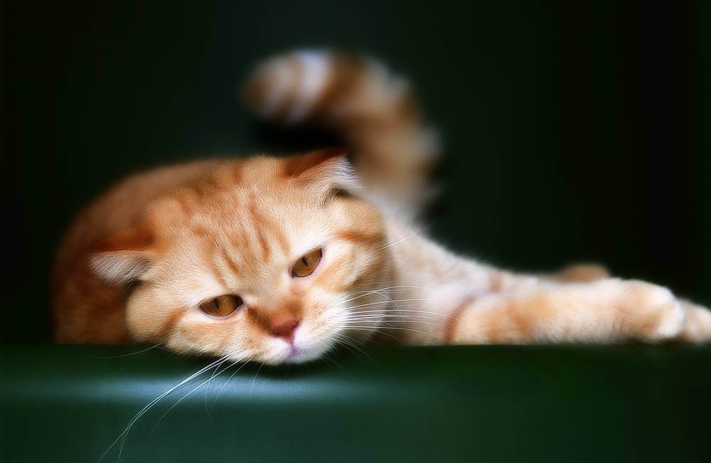 Кот трясет передними лапами без видимых причин. кот дрожит — полный список причин от ветеринара