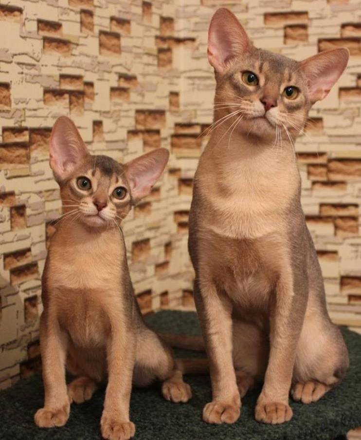 Питомники абиссинских кошек