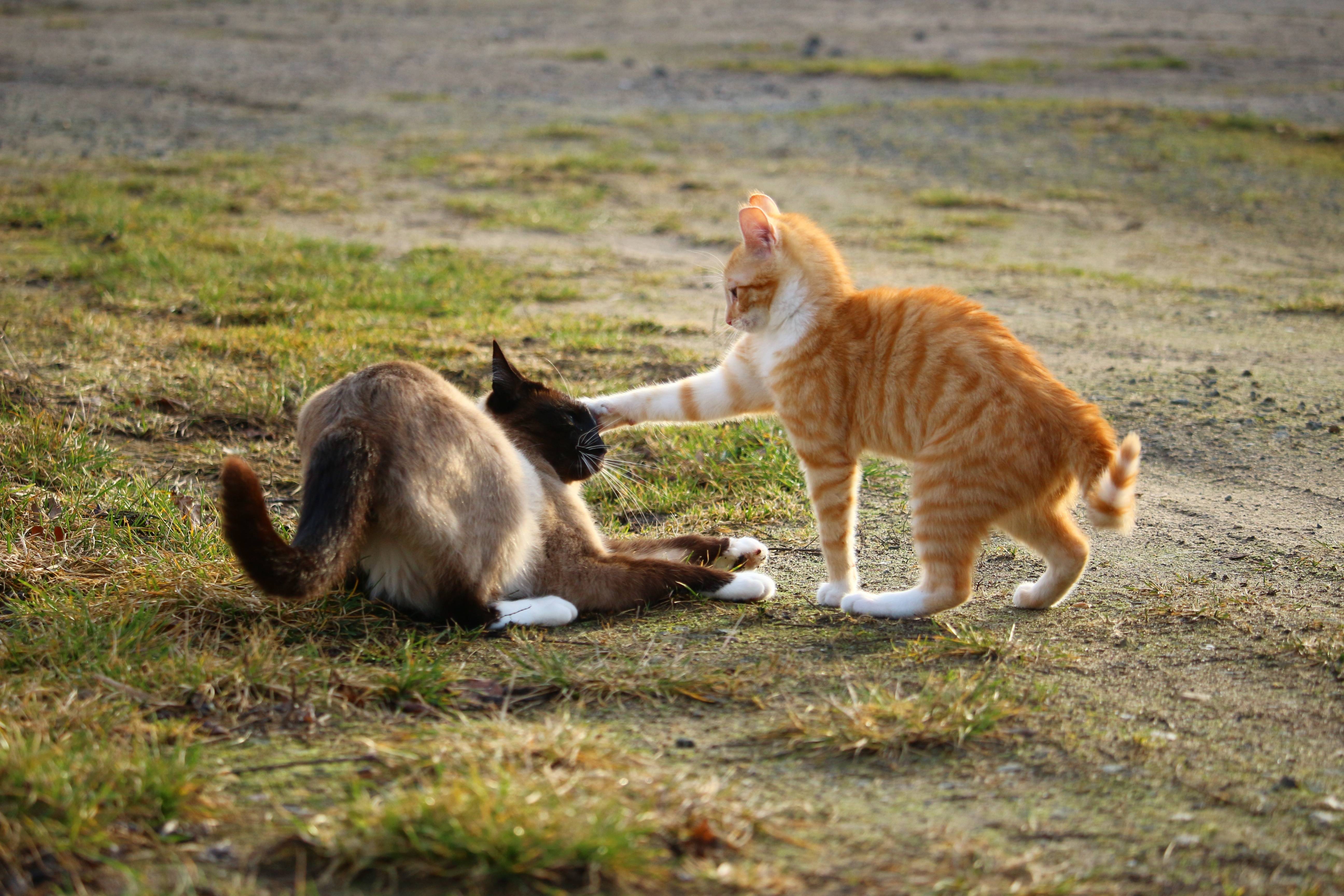 Почему кошки дерутся, хотя раньше дружили? что делать? – софья баскина – блог – сноб