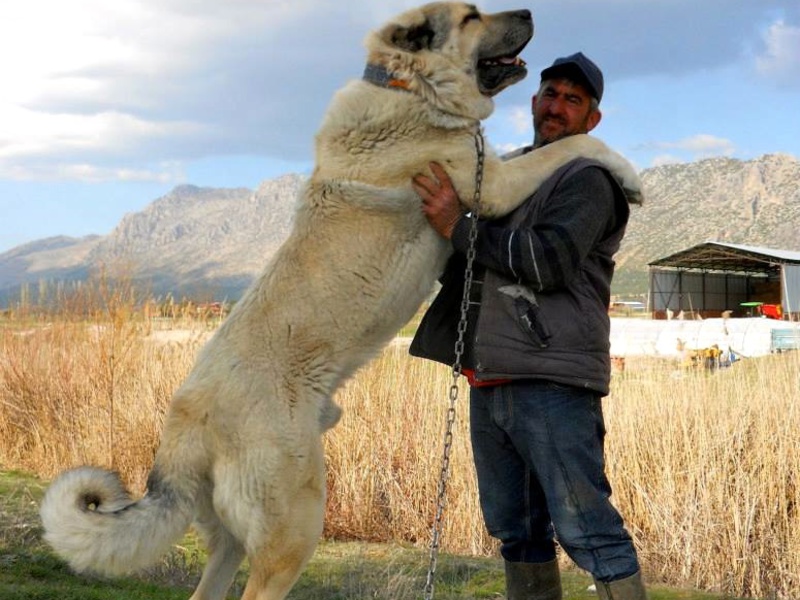 ᐉ самый большой алабай в мире фото – среднеазиатский волкодав - zoomanji.ru