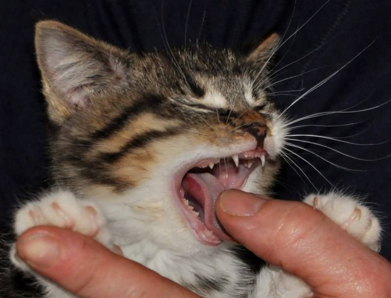 Как отучить котёнка кусаться и царапаться: что делать, меры