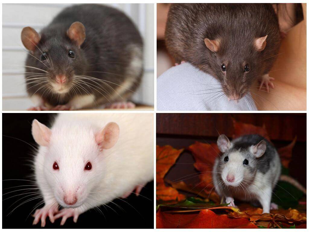 Какие существуют виды домашних крыс?