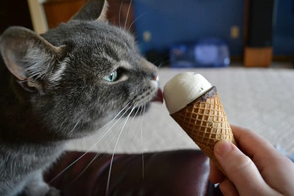 Почему кошка так любит мороженое