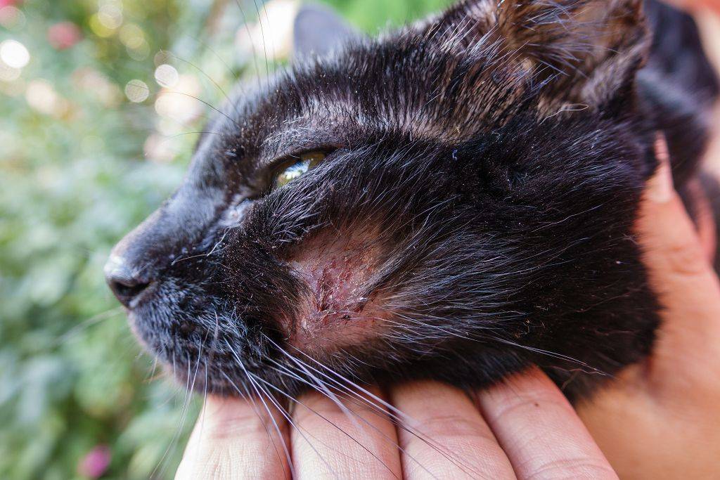Власоеды у кошек: симптомы и лечение
