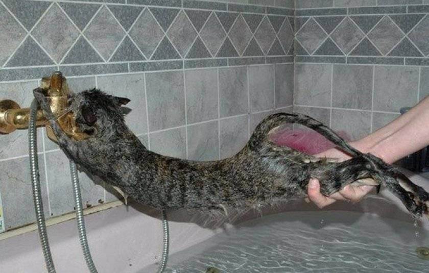 Еще одна загадка сфинксов разгадана: как правильно купать кошек этой породы