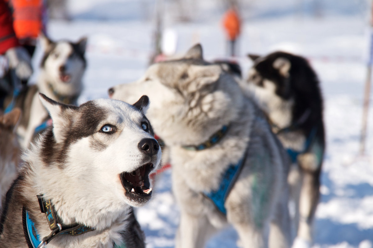 Породы собак для езды в упряжках: количество животных и снаряжение