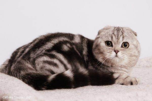 Шотландские кошки: виды породы, особенности содержания и воспитания