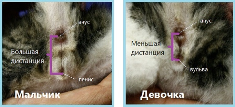Как определить кот или кошка у новорожденных котят: фото