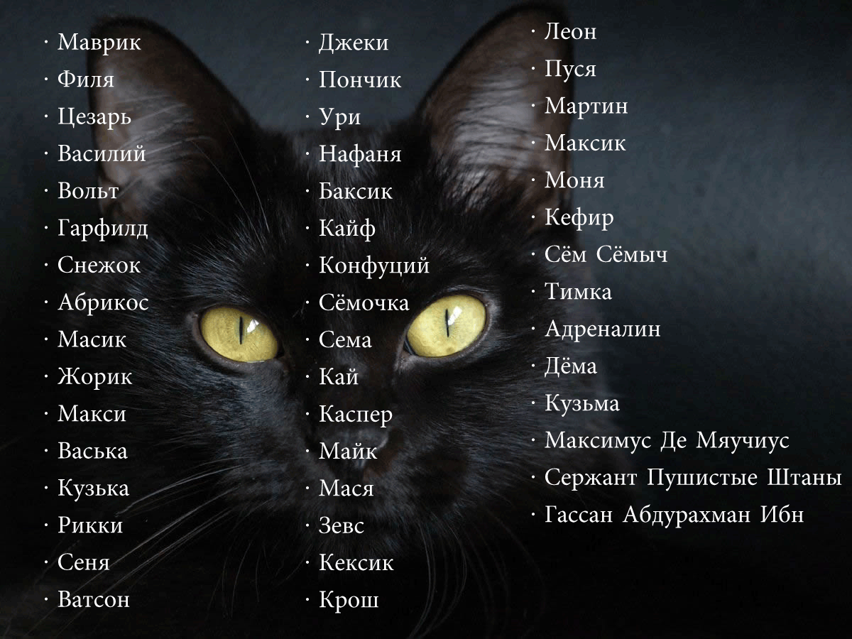 Красивые клички (имена) для кошек девочек. как можно назвать черную кошку девочку