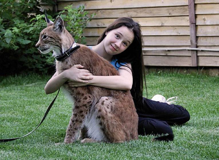 Китайская кошка, особенности породы: как выглядят и ведут себя эти животные в природе и в неволе?