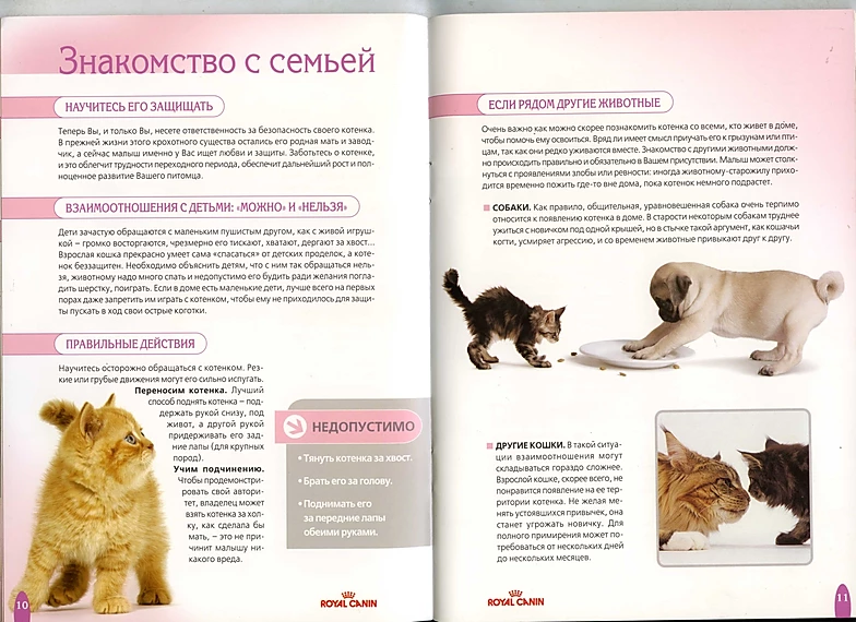 Кошки: церемония знакомства с любимцем - как  познакомить кошек,  знакомство с домашними животными - всё о кошках и котах