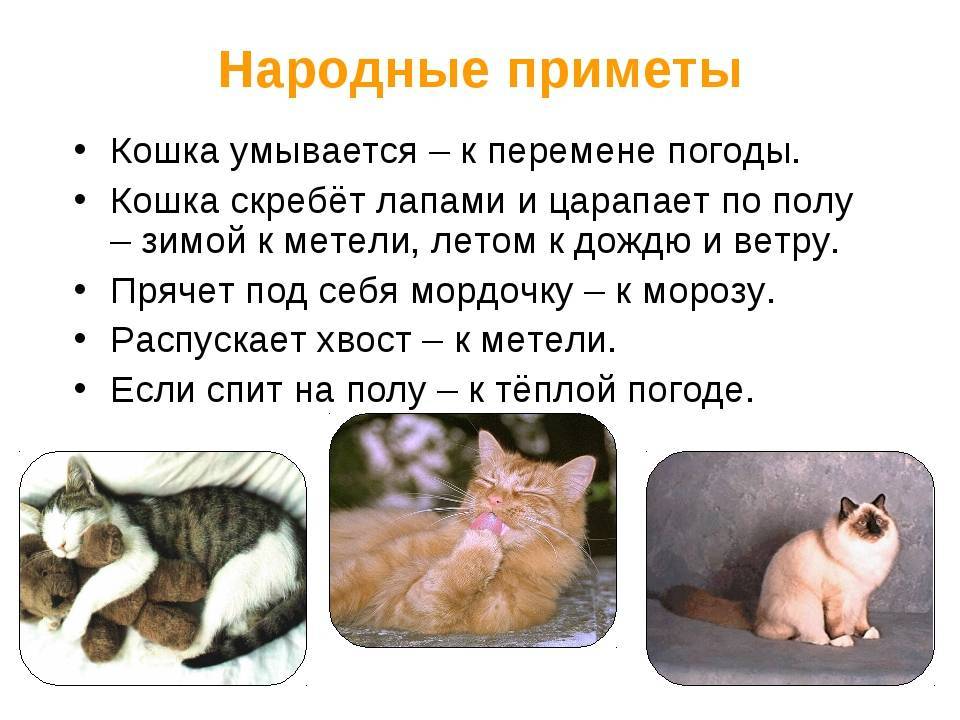 Рыжие коты в доме – что они несут, к чему прибиваются: приметы, поверья и суеверия