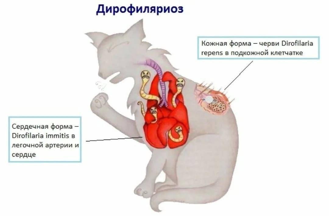 Дирофиляриоз у собак: лечение, симптомы, профилактика